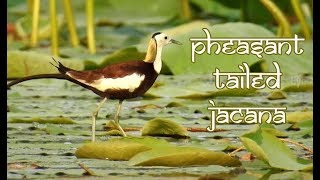 Pheasant Tailed Jacana call  Pheasant Tailed Jacana Sound [upl. by Hartman686]