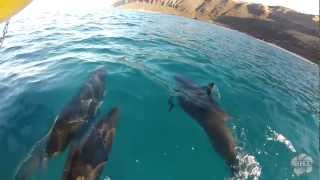 Wild Dolphins amp Turtle Snorkel Swim in Hawaii [upl. by Rehnberg]