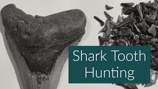 Shark Tooth Hunting [upl. by Tila]