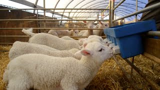 Lambing Season Documentary [upl. by Kristofer]