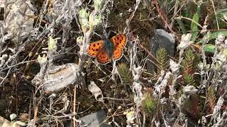 アルキフロンウスグロベニシジミLycaena alciphron Purple Shot Copper 20240625 Rimplas France [upl. by Repohtsirhc]