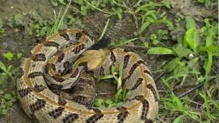 Timber Rattlesnake HD [upl. by Anirrak452]