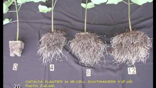 Root Systems Basics [upl. by Laurette961]