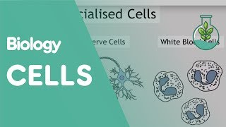 Intro To Cells Animals amp Plants  Cells  Biology  FuseSchool [upl. by Stav]