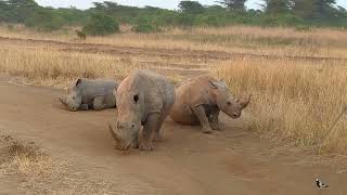 White Rhinoceros In Nairobi National Park In Nairobi Kenya 2023 Video 4 [upl. by Ahrendt]