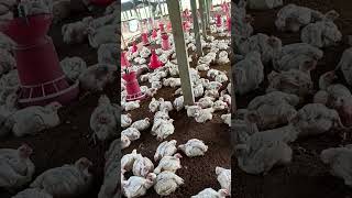 Karan poultri farmshorts ytshorts chicken viralvideo [upl. by Fowle]