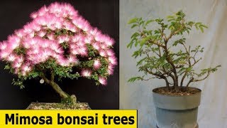 Beautiful Mimosa bonsai treesbonsai trees care beginnersHungBonSai123 [upl. by Ahsatak]