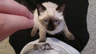 Siamese Kitten LOUDEST Purring [upl. by Aliahs561]