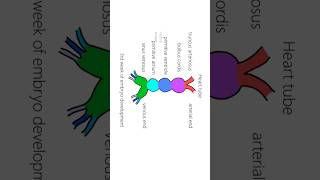 Interatrial septum development ASD [upl. by Tome]