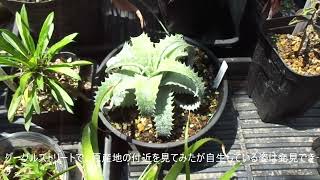 ヘクチア ラナータ（Hechtia lanata） [upl. by Rodney]