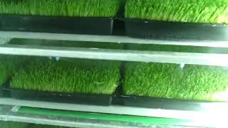 GreenFeed Growing System grow room in action [upl. by Christina173]