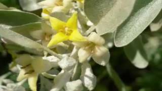 Elaeagnus Herb and its Health Benefits [upl. by Octavius]