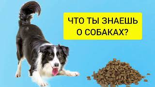 Факты о собаках  Проверь свои знания о них [upl. by Adnim]