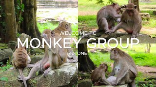 Welcome to monkey group ep 02 [upl. by Lorollas]