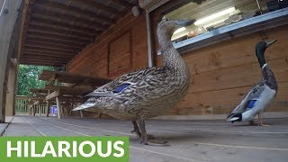 Ducks wait in line for fresh cut fries [upl. by Adnah975]