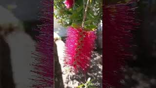 Bellos Estambres CALLISTEMON✨9s✨nature Flowers [upl. by Melborn528]