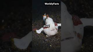 The secret behind Blobfish facts funfacts science ocean animals [upl. by Virgy]