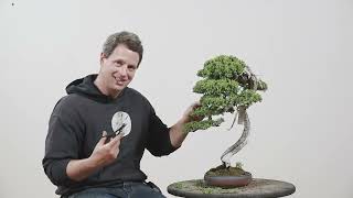 Procumbens Bonsai Spring Work [upl. by Ddej]