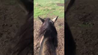 Going cross country tonight horse equestrain percheronhorse fyp drafthorse viralshort [upl. by Eiliak]