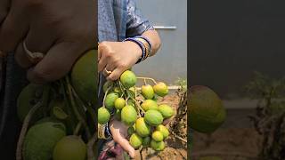 adavi mamidijune plum harvesting n cuttingambarellaఅడవిమామిడిmygardenharvestingshortvideo [upl. by Adiari]