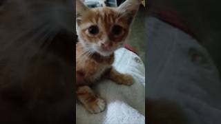 Kucing oyen meong cat kitten catso catlover gato cute kat funny [upl. by Harvison]