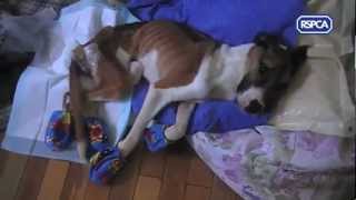 RSPCA video  Rescue dog Hope recovering [upl. by Ameline]