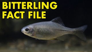 Bitterling Fact File British Wildlife Facts [upl. by Emyaj]