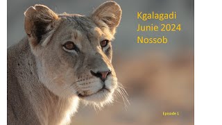 Kgalagadi Junie 2024 [upl. by Denbrook]