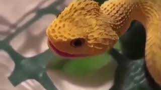 Baby atheris hispida makes squeak [upl. by Ayotel]