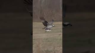 Osprey gives a gigantic fish🐟 a tour 😂 shorts wildlife birds fishing viralshorts ospreys [upl. by Georg]