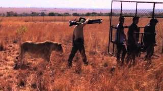 Filming On Set With A Pride of White Lions and Kevin Richardson Lion Whisperer [upl. by Prentice]