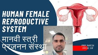 Female Reproductive system मानवी स्त्री प्रजनन संस्था [upl. by Gromme]