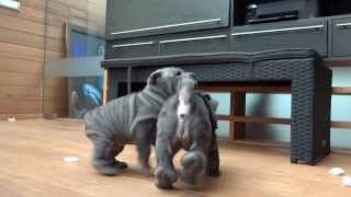 blue sharpei puppies playing [upl. by Urquhart]