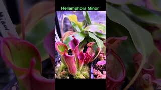 Heliamphora Minor pitcherplant garden botanygarden carnivorousplant garden plantcommunity [upl. by Hidie359]