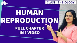 Human Reproduction Class 12  NCERT Chapter 3 One Shot  CBSE NEET [upl. by Undry179]