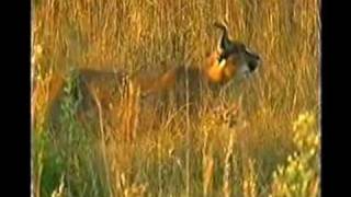 Caracal Bird Catch Videoflv [upl. by Yehtomit]