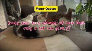 Weekly Meow Quotes 2024 WW44 quotes catshorts cat [upl. by Henrion324]