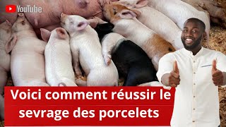 3 techniques pour réussir le sevrage des porcelets [upl. by Chaworth]