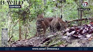 Chiapas uno de los estados con mayor saqueo ilegal de fauna silvestre  NOTITRECE [upl. by Three572]