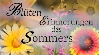 Melancholische Erinnerungen an die Sommerblüten  zum Entspannen MusikClip quotLast Choralquot [upl. by Reitrac383]