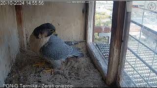 PGNiG Termika Żerań PL  Nela in the nest on railing long  2024 10 20 15 54 [upl. by Okihcim]