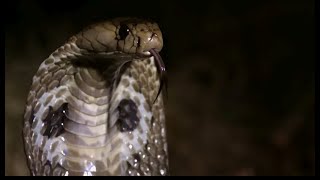 King Cobra The Majestic Venomous Serpent [upl. by Senn89]