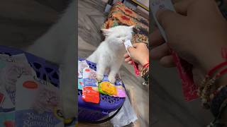 New pet 😍 reveal kar diya  catit creamy treat review shorts [upl. by Aicrop]