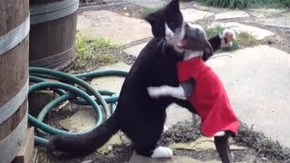 Funniest Cat vs Dog Fighting Videos [upl. by Castor]