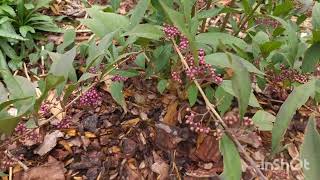 Plant Spotlight Beautyberry A gorgeous perennial that brings life to the late summerfall garden [upl. by Eycats897]