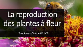 Cours Spé SVT Terminale  La reproduction des plantes [upl. by Halda651]