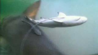 Lemon Shark Gives Birth  Shark Week [upl. by Fesuy]