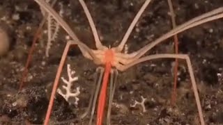 The giant sea spider also known as the Antarctic sea spider is a fascinating creature found in the [upl. by Aneerol]