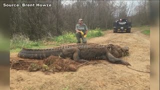 Massive gator found in Southwest Ga [upl. by Oruntha]