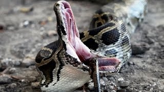 Dangerous Invaders 15 Python Eats Python [upl. by Nawj926]